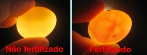 ovo1.thumb.jpg.eef4fd0c20d4a3d8364ef9c80