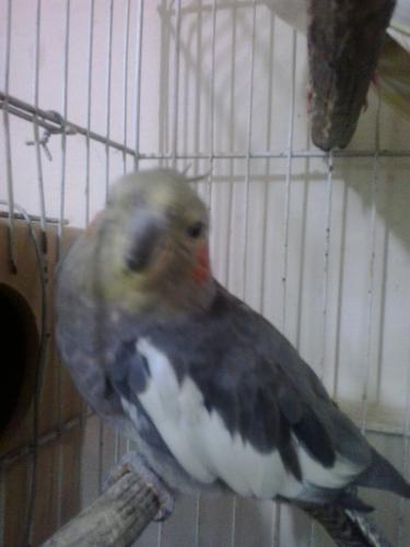 sita2.thumb.jpg.afda96c182639f74f19a7c57