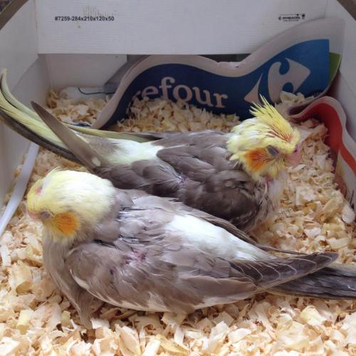 11042986_983822531682703_450662144882368