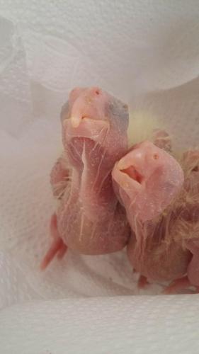 11897025_514256678725278_949191216_n.thu