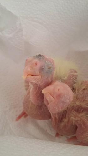 11921972_514256672058612_1296223168_n.th