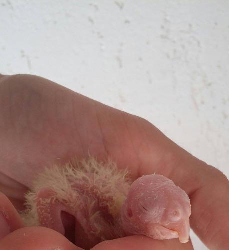 11951068_514256662058613_1484101861_n.th