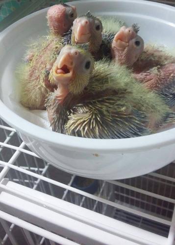 12071680_530855277065418_2067461112_n.th