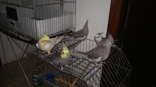 20151009_192400.thumb.jpg.5ffa92ea85785b