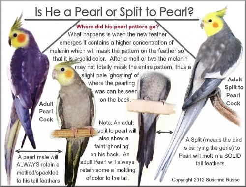 2m3iuco.thumb.jpg.ef3750cf12d29cd0aee169