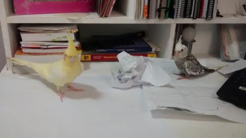 2015-10-19 (1) Agora é Mel e Thor.jpeg