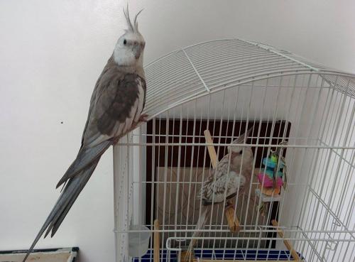 Calopsita.thumb.jpg.b71ca651c5b2a2694889