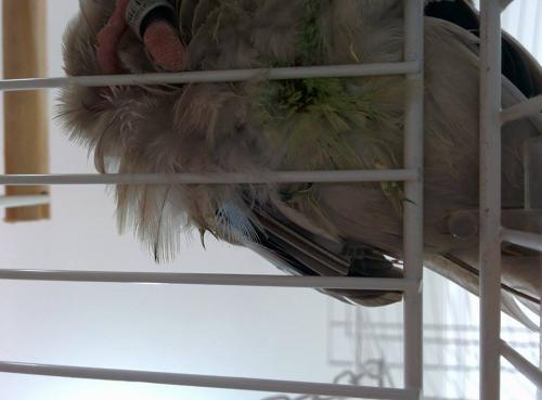 Calopsita_2.thumb.jpg.48cec3232f6d340d03