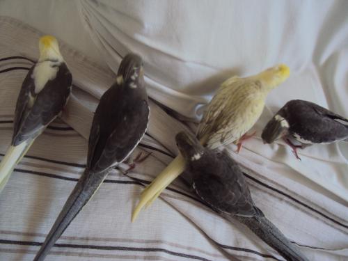 DSC03915.thumb.JPG.8a9f235f46be317908e97