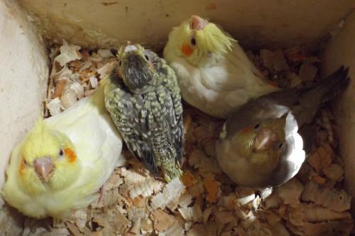 DSCF2216.thumb.JPG.676672980bfc3ca0b956b