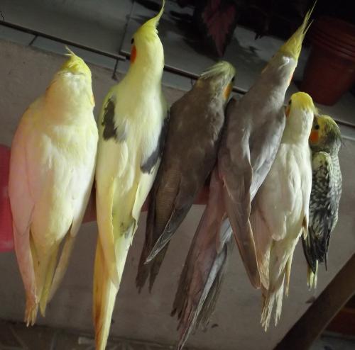 DSCF2281.thumb.JPG.9104ea489998cd4e2e5a9