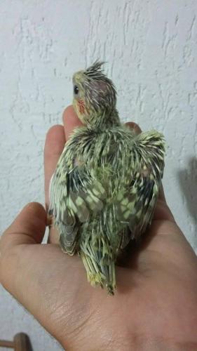 Filhotes_(10).thumb.jpg.c095649c185a263a