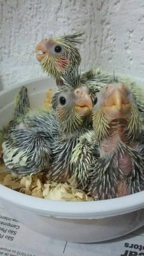 Filhotes_(6).thumb.jpg.35cc60d41af2abee8