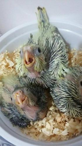 Filhotes_(9).thumb.jpg.333fc08805c40f266