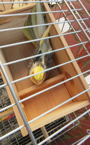 IMG-20150928-WA0014.thumb.jpeg.ccfd35904