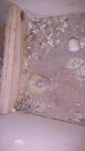 IMG-20151001-WA0002.thumb.jpg.4b2175bff7