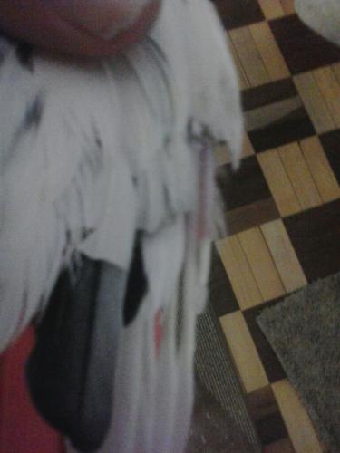 IMG-20151004-WA0004.thumb.jpg.031b714a8f