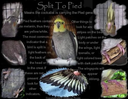 Split-to-pied-ILLUS-A.thumb.jpg.cb4e5dd7