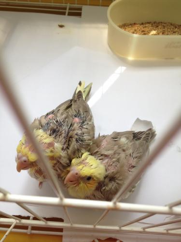 iphone_pics_leva_4_002.thumb.JPG.8107389