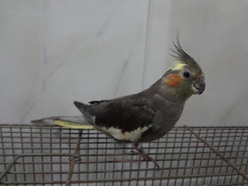 1040766_1381535705395115_1305852095_o.th