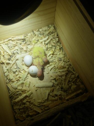 20151029_193456.thumb.jpg.02c3e4783b9eee