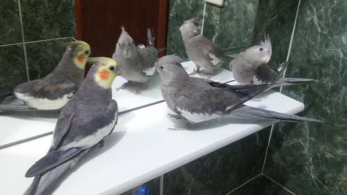 20151106_201845.thumb.jpg.b60820147183cf