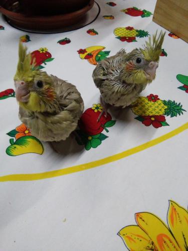 20151123_201834.thumb.jpg.06f0726129963a