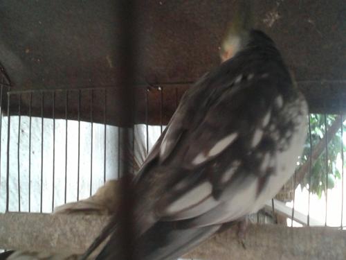 20151124_153852.thumb.jpg.b0611cefcc4f03