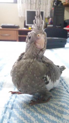 20151124_190025.thumb.jpg.911833e758339e