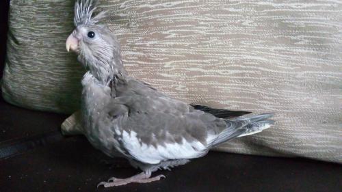 20151125_181331.thumb.jpg.12e712689a612a