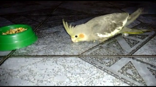 2 - Screenshot_2015-11-09-15-49-13.png