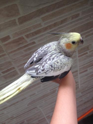 56378f1c560ed_IMG_48311.thumb.JPG.394e60