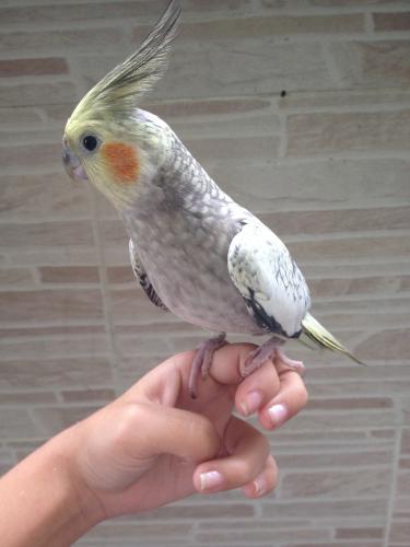 56378f3385ff6_IMG_48301.thumb.JPG.6a82ed