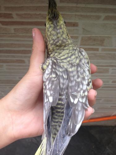 56378f604b75a_IMG_48281.thumb.JPG.046a3a