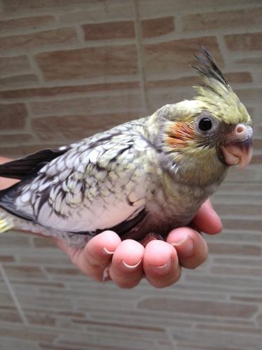 56378f7ba834b_IMG_48271.thumb.JPG.928a52