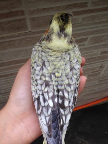 56378f93c8ce6_IMG_48262.thumb.JPG.b50782