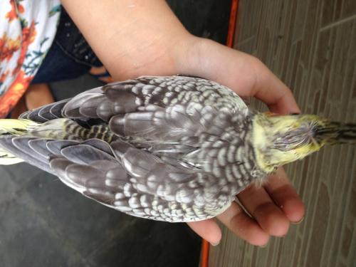 56378fbeb18a8_IMG_48241.thumb.JPG.c920ac