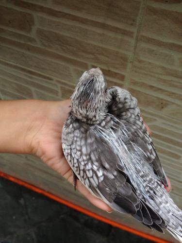 56378fd6c7654_IMG_48231.thumb.JPG.1c0929