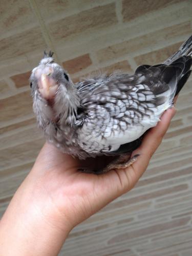 56378fea80710_IMG_48221.thumb.JPG.ddcc76