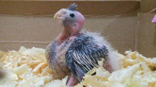 5656eced22167_Dia1.thumb.jpg.e01e401920c