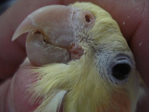 Lesão por Candida em Comissura no Bico - Foto 1.jpg