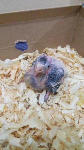 IMG-20151111-WA0034.thumb.jpeg.86f983b28