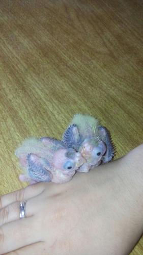 IMG-20151112-WA0007.thumb.jpg.3d80726d77