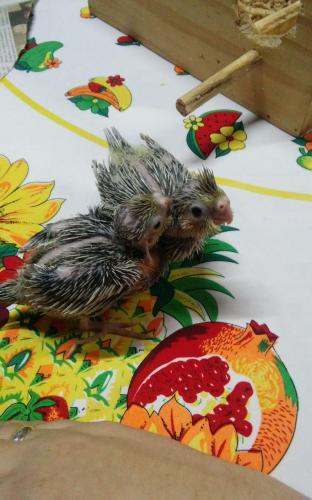 IMG-20151117-WA0007.thumb.jpeg.4bf5f4ef7