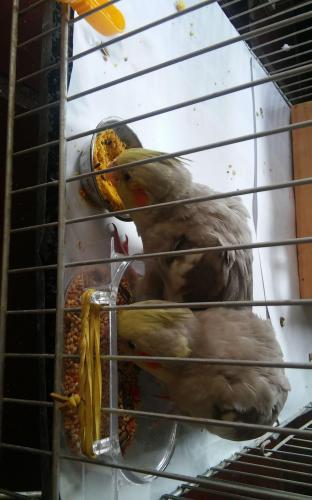 IMG-20151128-WA0005.thumb.jpeg.277054f71