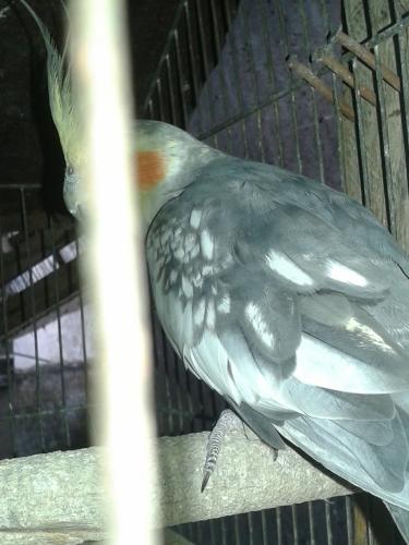 Macho.thumb.jpg.e41fef9505e200ef5fb8c7f2