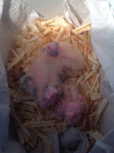 image.thumb.jpg.670847774cf2e4988567020a