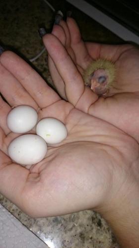 1057207_951658908242327_423466831_n.thum