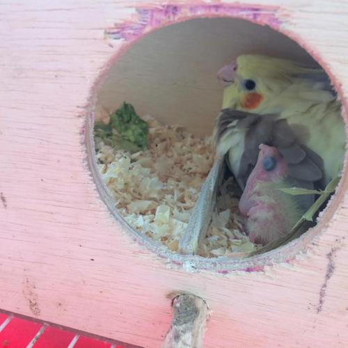 12388180_951658764909008_1794844116_n.th