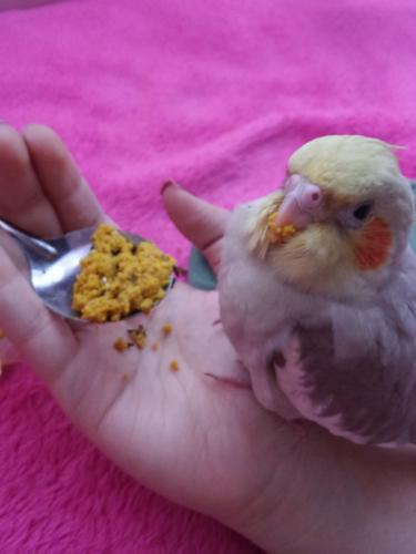 20151202_131646.thumb.jpg.01bf582d054262